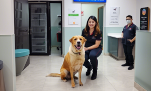 پانسیون حیوانات خانگی در اکباتان