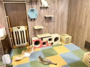 پانسیون گربه در دارآباد