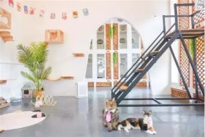 پانسیون گربه در جوادیه