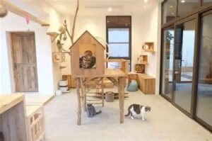 پانسیون گربه در دارآباد