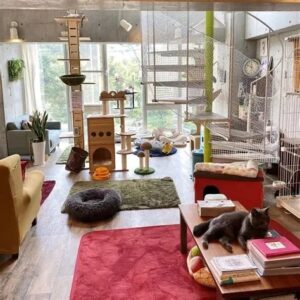 پانسیون گربه در جنت آباد