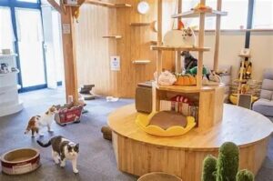 پانسیون گربه در دارآباد