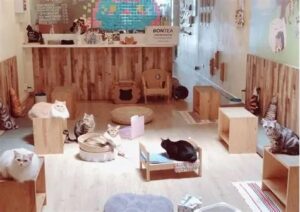 پانسیون گربه در حکیمیه